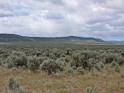 Western Juniper
