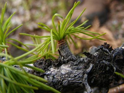 Western Larch