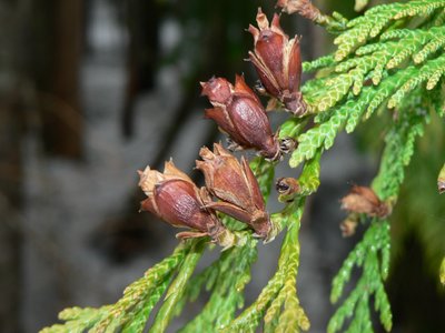 Western Redcedar