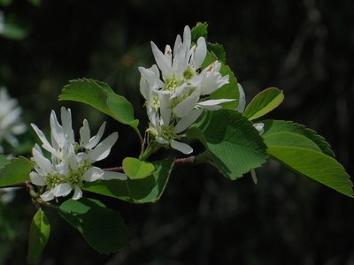 Western Serviceberry