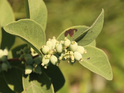 Western Snowberry
