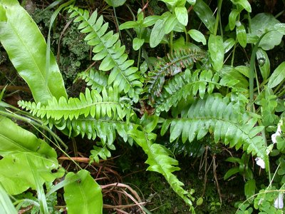 Western Sword Fern