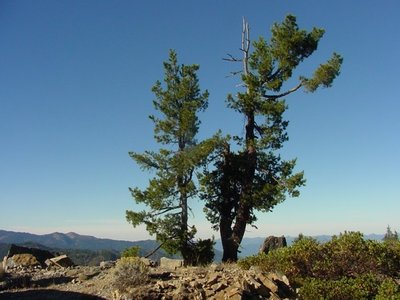 Western White Pine