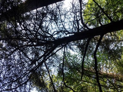 Western Yew