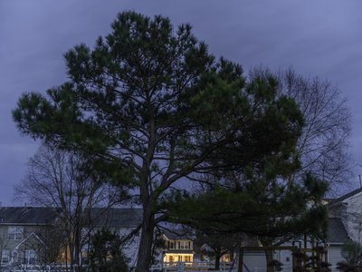 Weymouth Pine