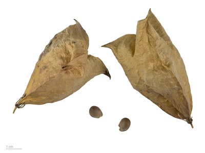 White Bladdernut