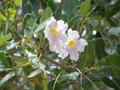 White Cedar