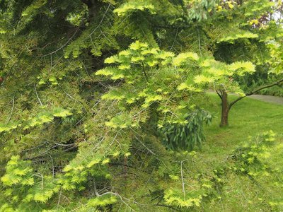 White Fir