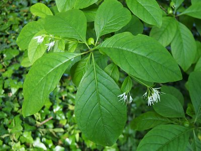 White Fringe Tree