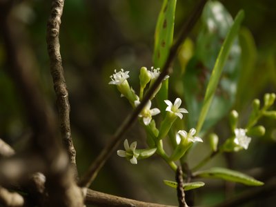 White Mangrove