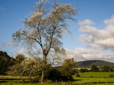 White Poplar