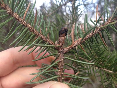White Spruce