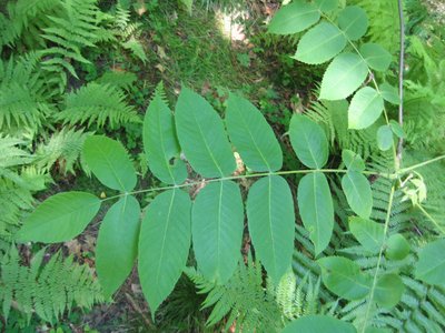 White Walnut