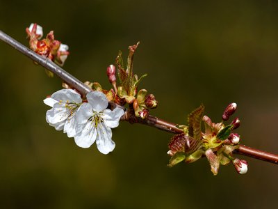 Wild Cherry