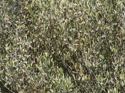 Wild Olive