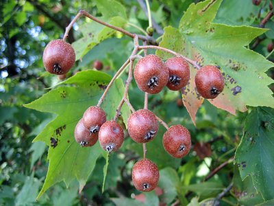 Wild Service Tree