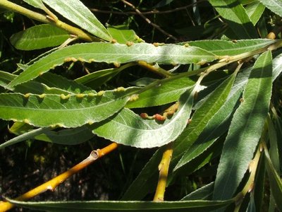 Willow Leaf