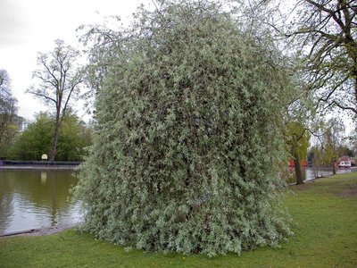 Willow Pear