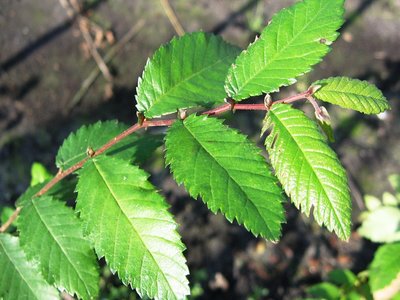 Winged Elm