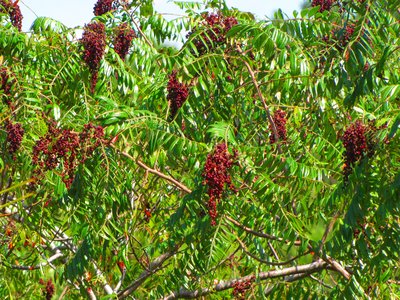 Winged Sumac