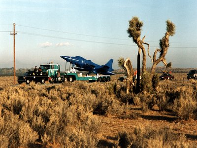 Winged Yucca