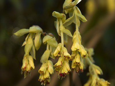 Winter Hazel