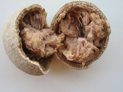 Wood Apple