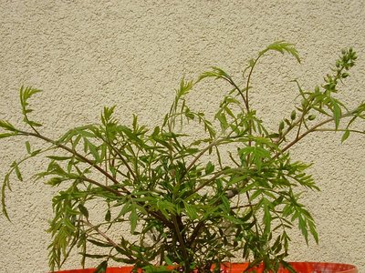 Xanthoceras