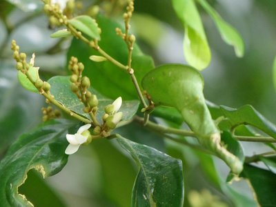 Xanthophyllum