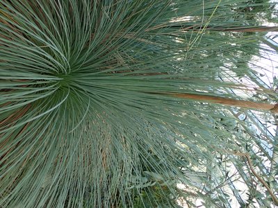 Xanthorrhoea australis