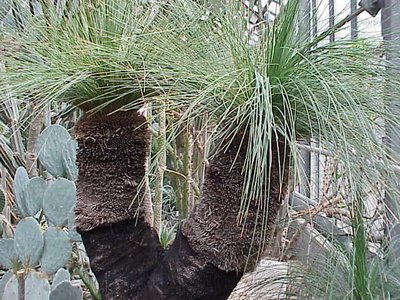 Xanthorrhoea