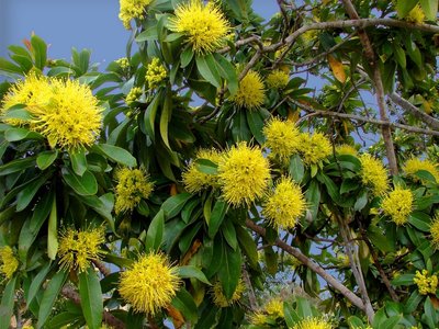 Xanthostemon