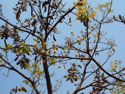 Xylia