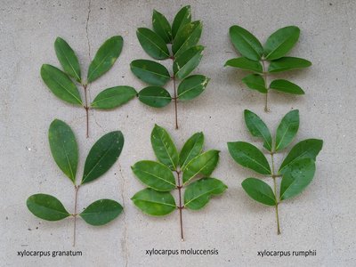 Xylocarpus