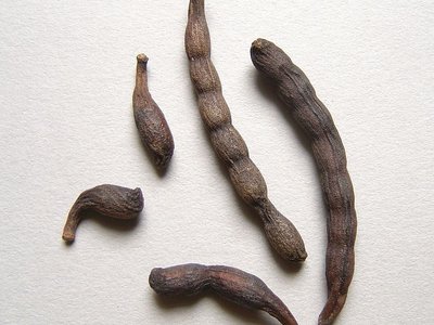 Xylopia aethiopica