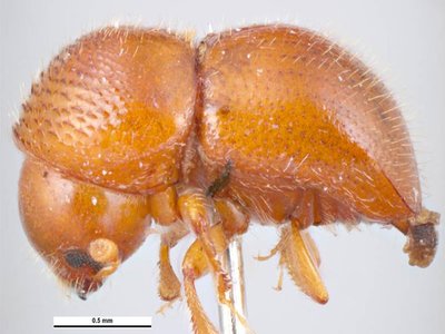 Xylosandrus