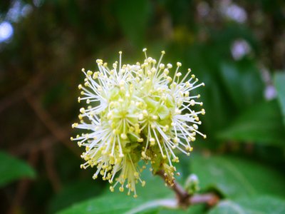 Xylosma congestum