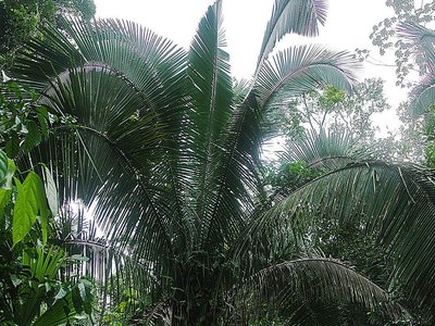Yagua Palm