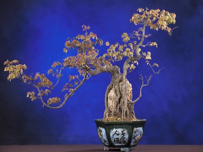 Yamadori