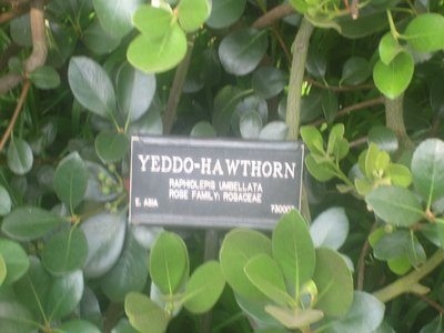 Yeddo Hawthorn