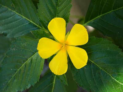 Yellow Alder