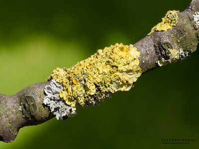 Yellow Ash