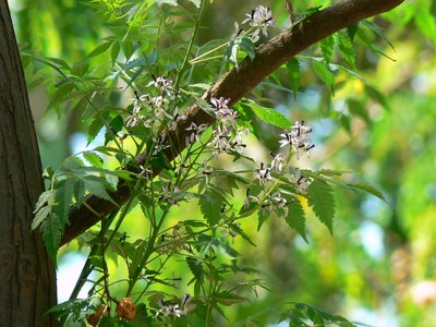 Yellow Bead Tree