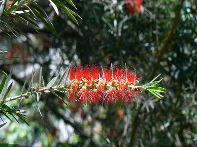 Yellow Bottlebrush