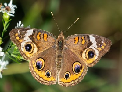 Yellow Buckeye