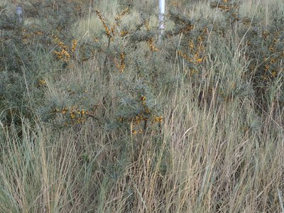 Yellow Buckthorn
