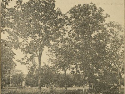 Yellow Burr Oak