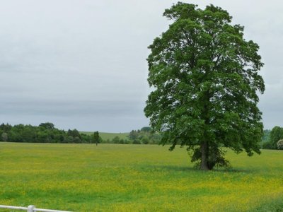 Yellow Buttercup Tree
