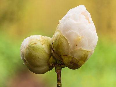 Yellow Camellia
