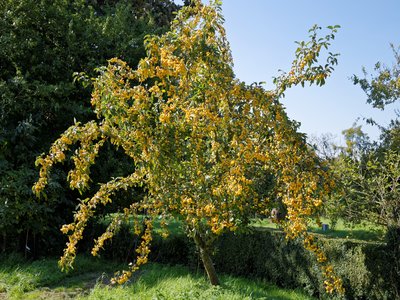 Yellow Crab Apple